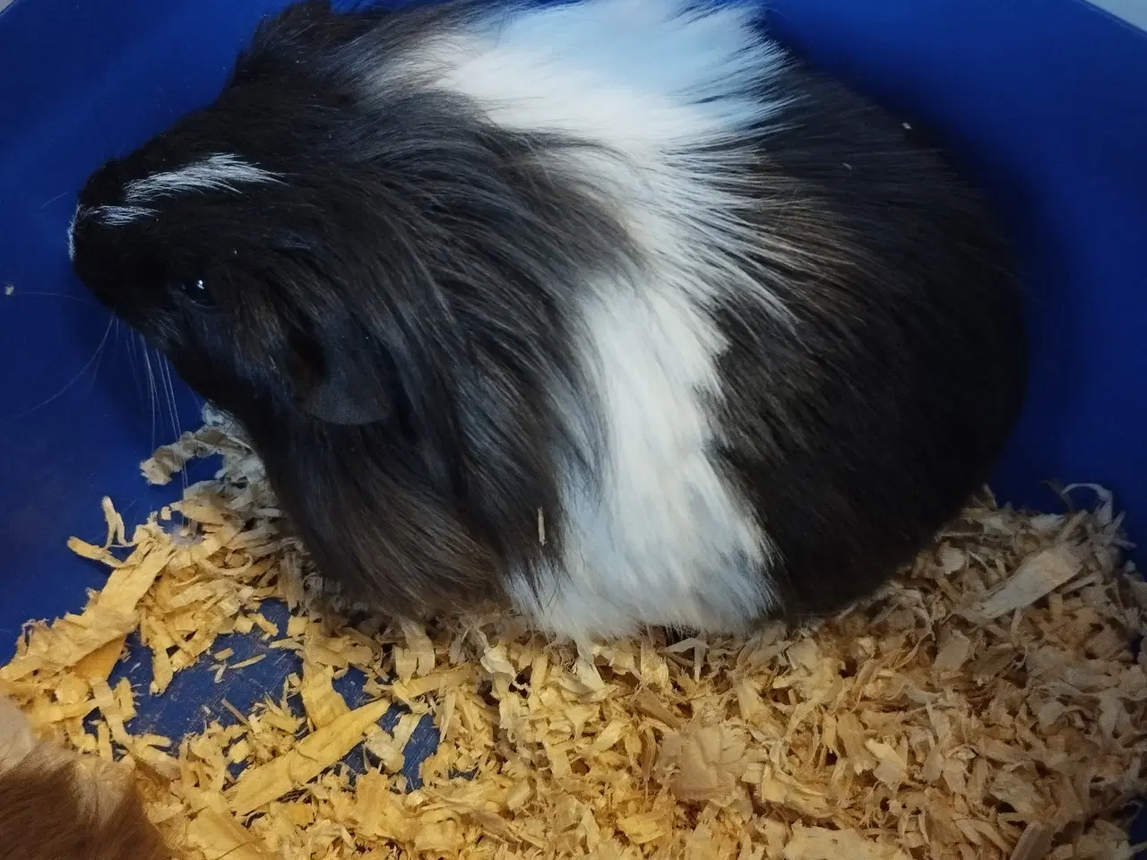 Billede 9 - Ægte sheltie, puruaner ,Texel ,lang hårs hvirvler.