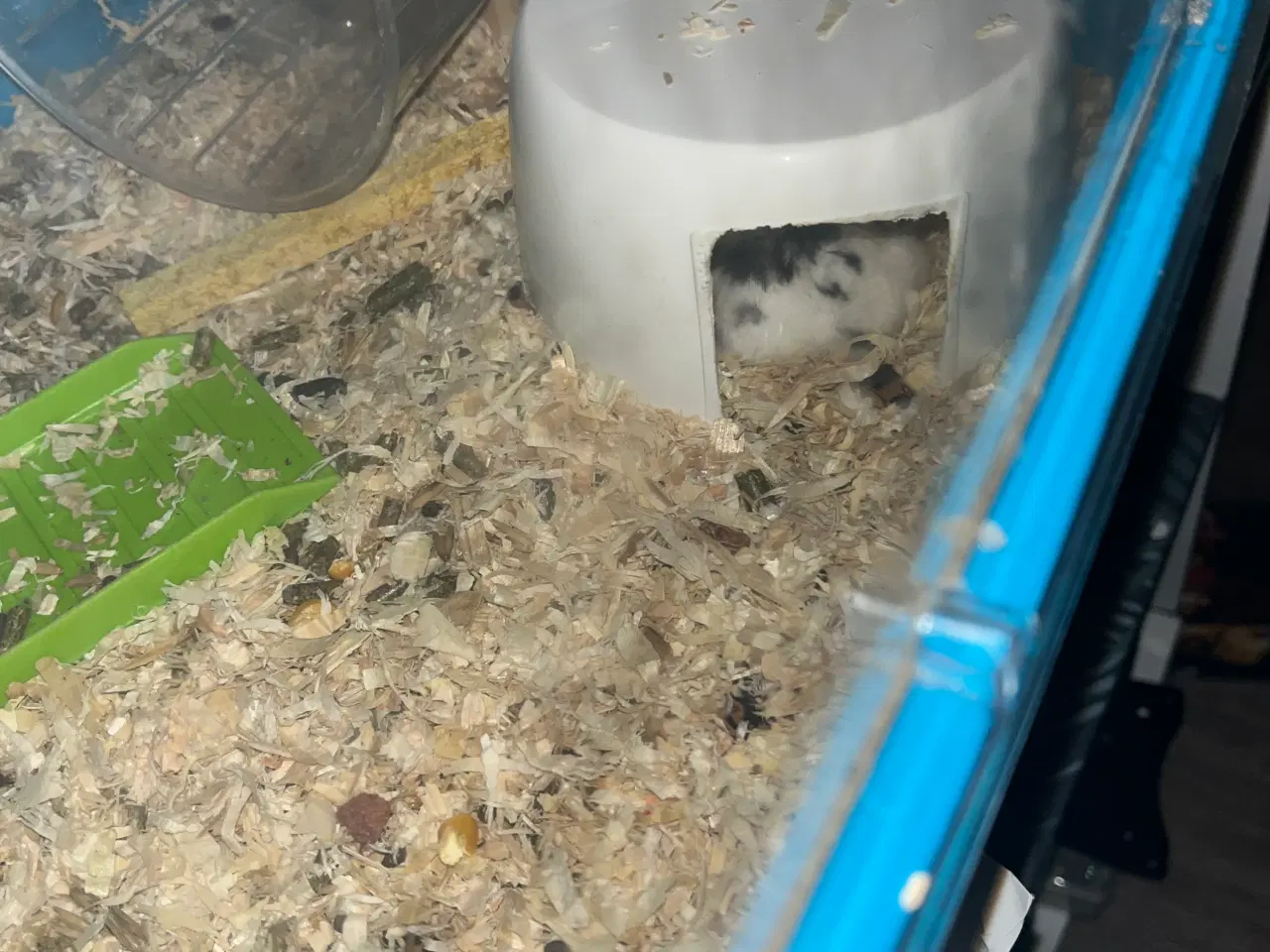 Billede 3 - Hamster gives væk