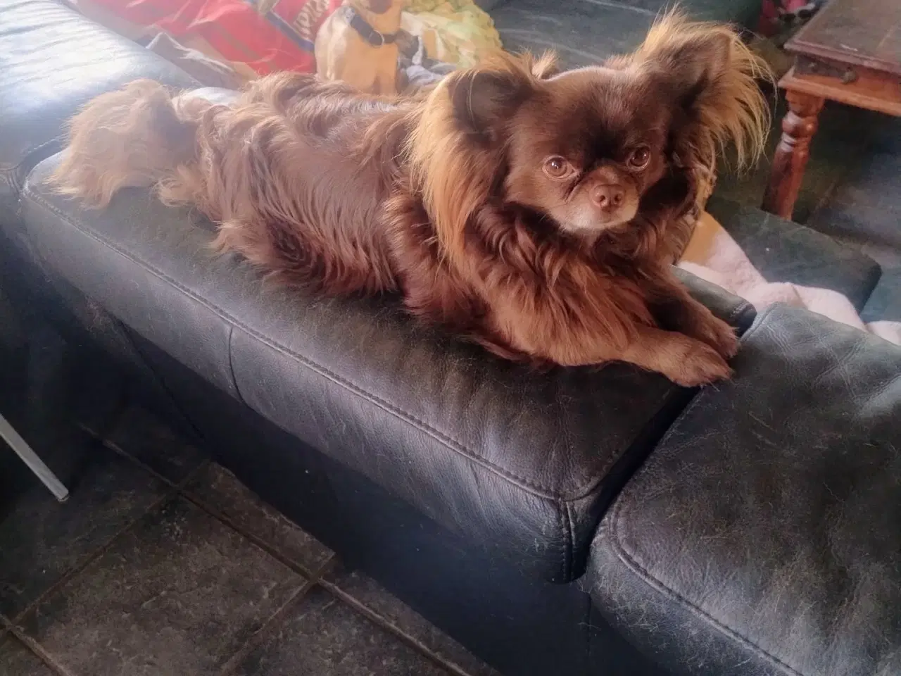 Billede 1 - se her chihuahua lh