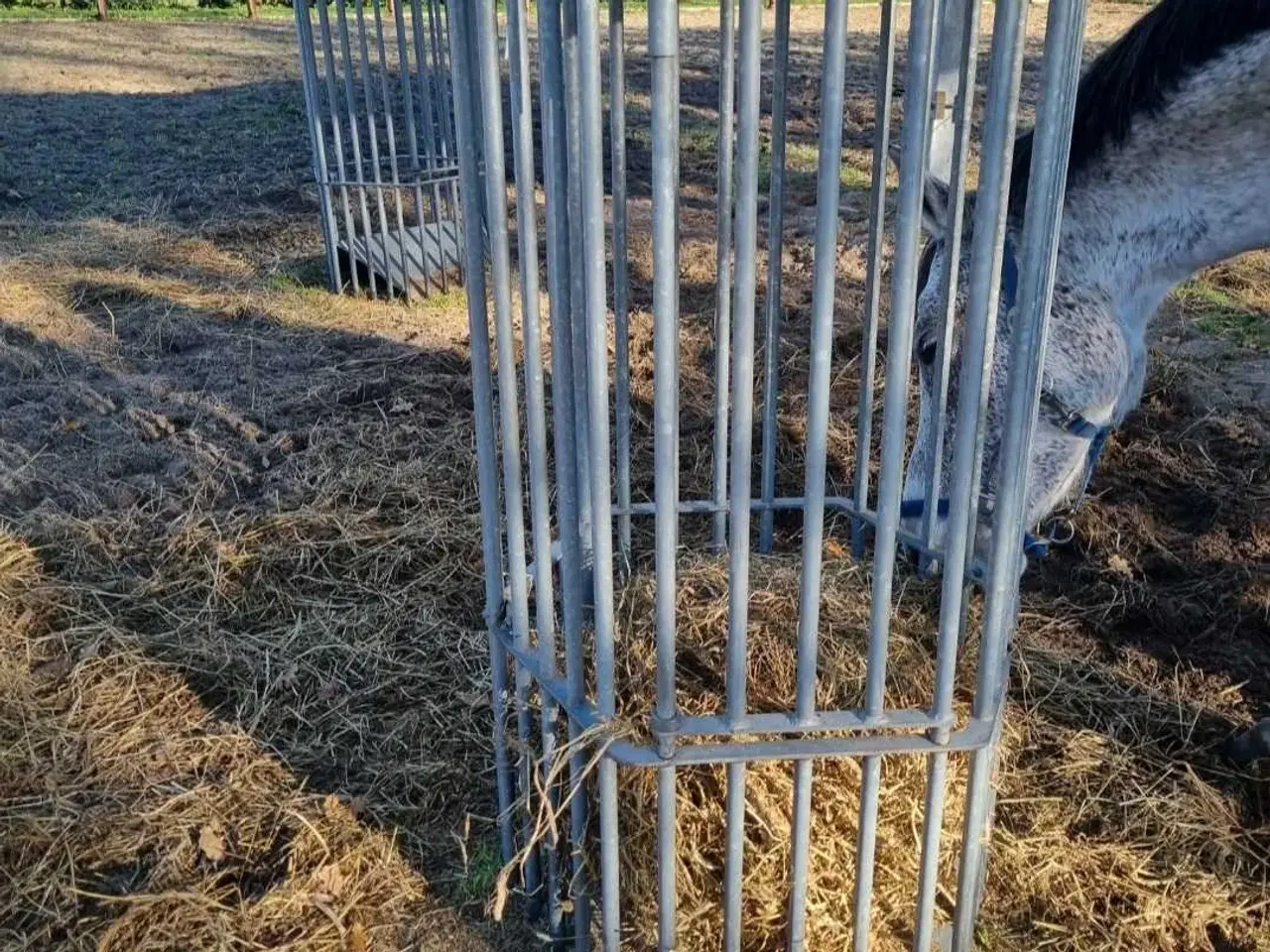 Billede 2 - Høhæk slowfeeder til udendørs 