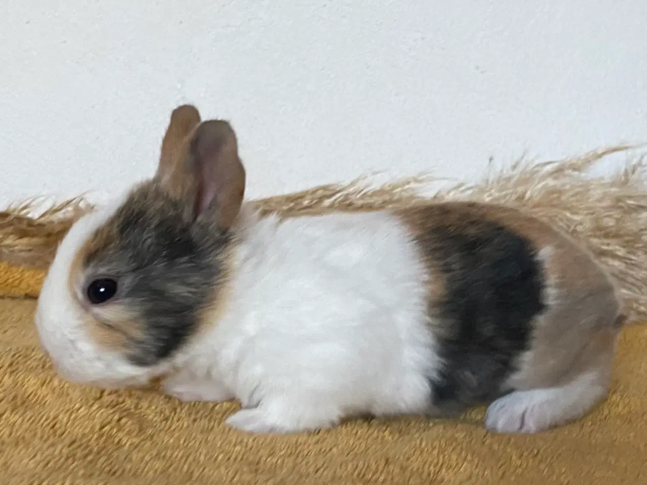 Billede 6 - HOLLÆNDER HUN JAPANER SORT/GUL