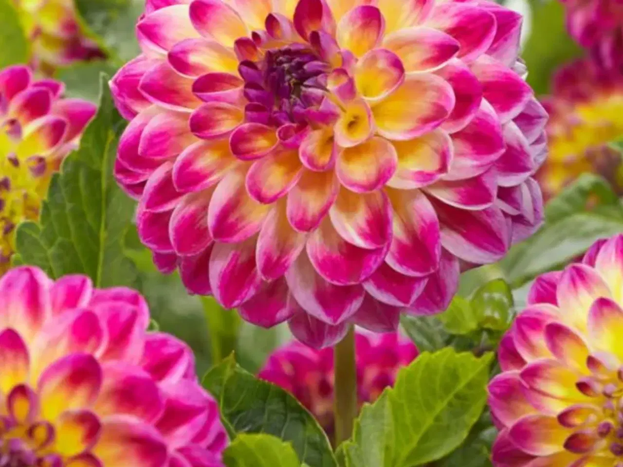 Billede 7 - Dahlia Georginer