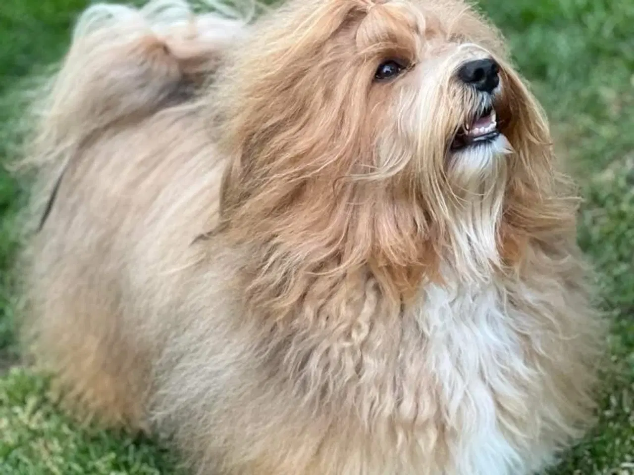 Billede 1 - Bichon Havanais hvalpe. 2 tæver og 6 hanner