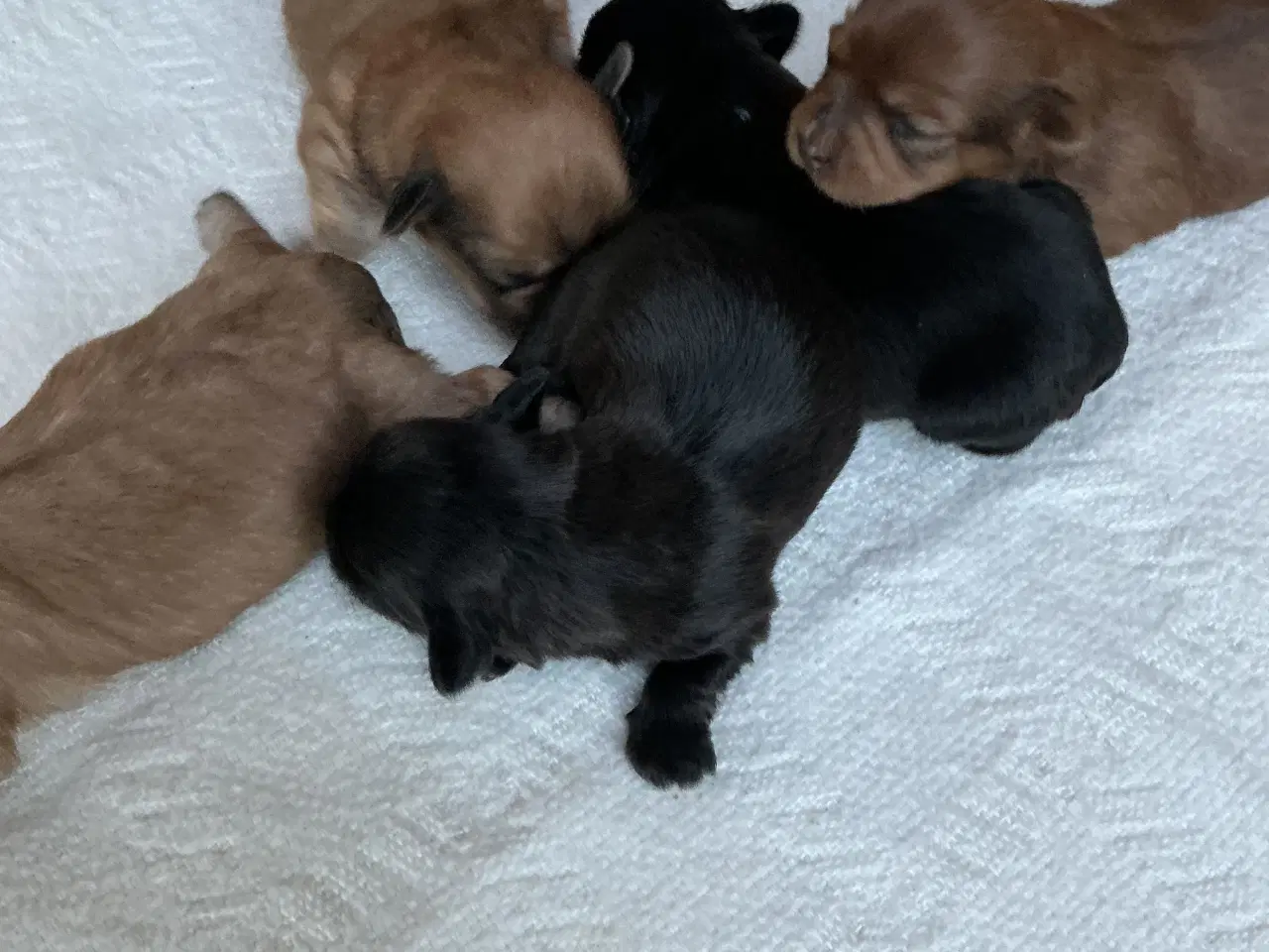 Billede 1 - Bichon havanaiser hvalpe