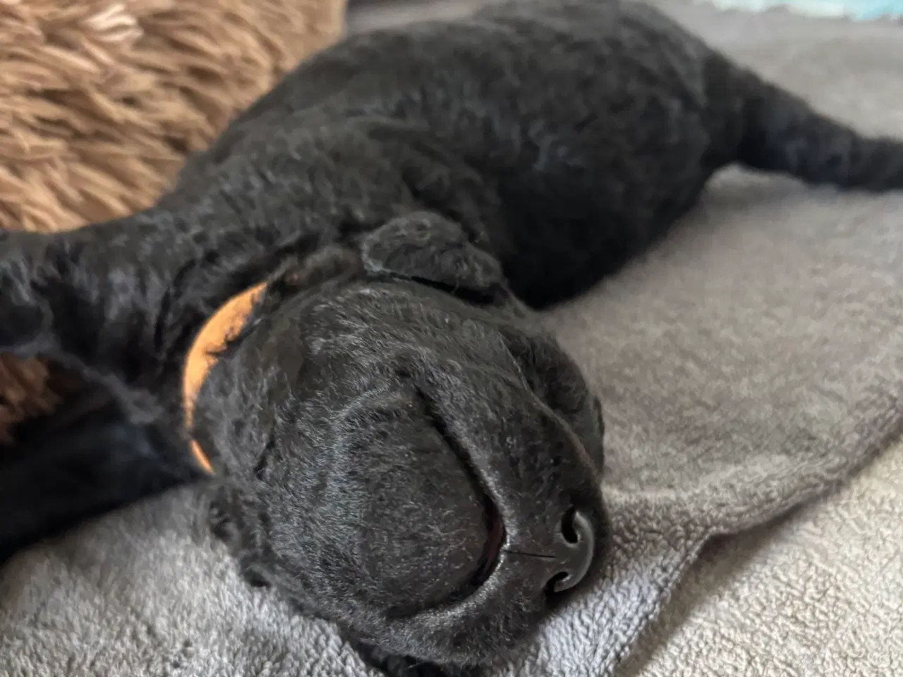 Billede 8 - Labradoodle goldendoodle doodle hvalpe 