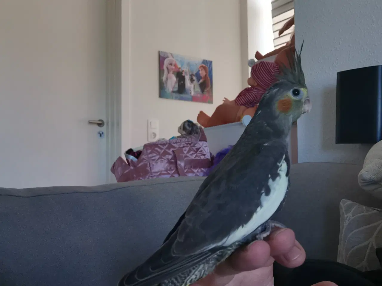 Billede 1 - Nymfeparakit unger 