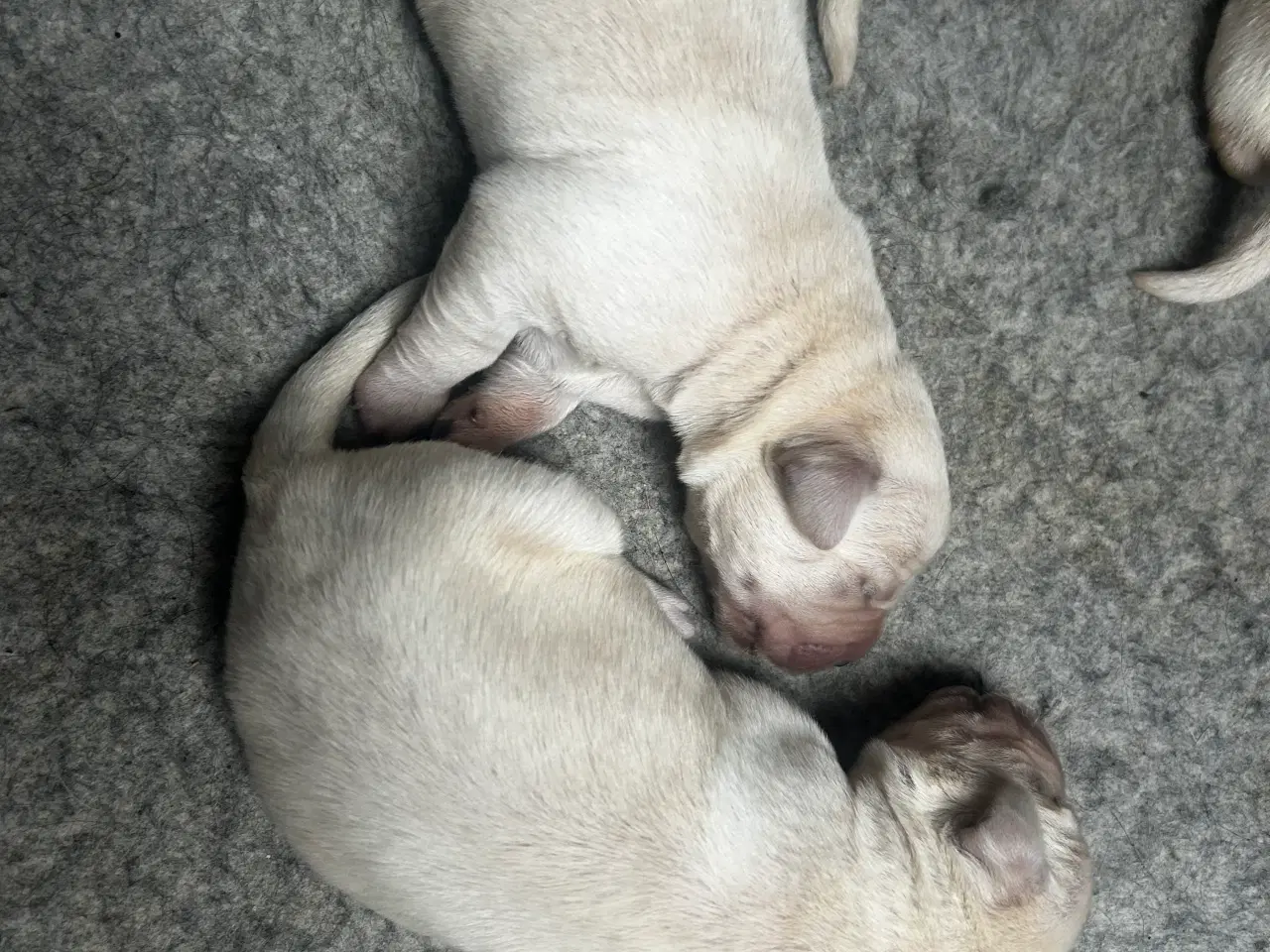 Billede 7 - Golden retriever/ labrador 