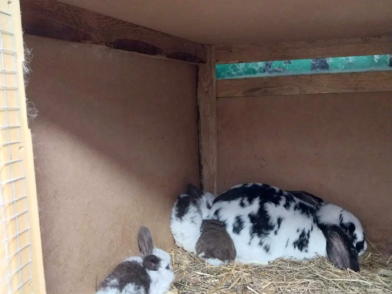 Billede 1 - Unge hankaniner (Giant Spotted mix) til salg zone