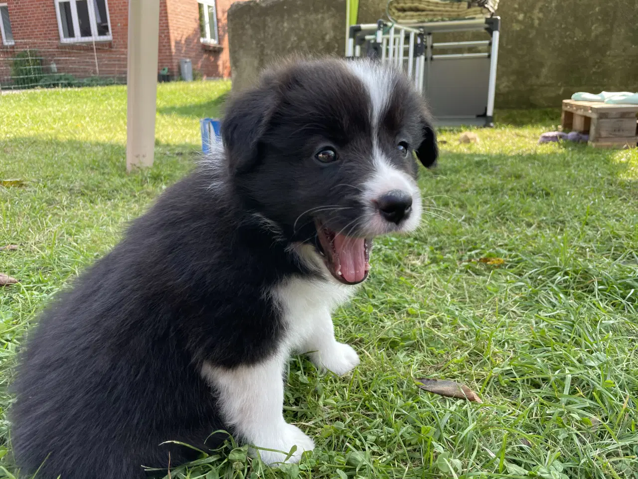 Billede 4 - Border Collie Hvalpe