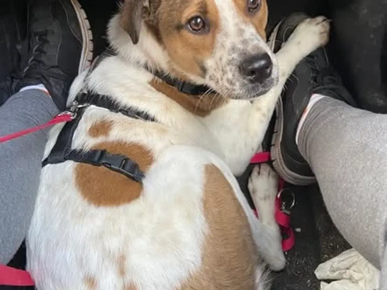 Billede 2 - Søde Virgin søger 4ever familie 🩷