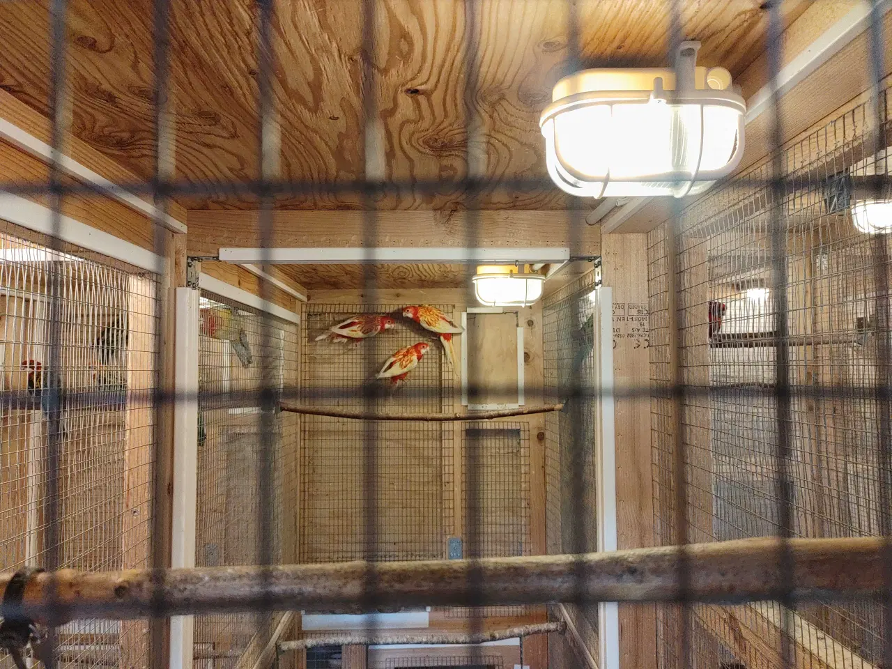 Billede 2 - Rosella Rubino parakitter 