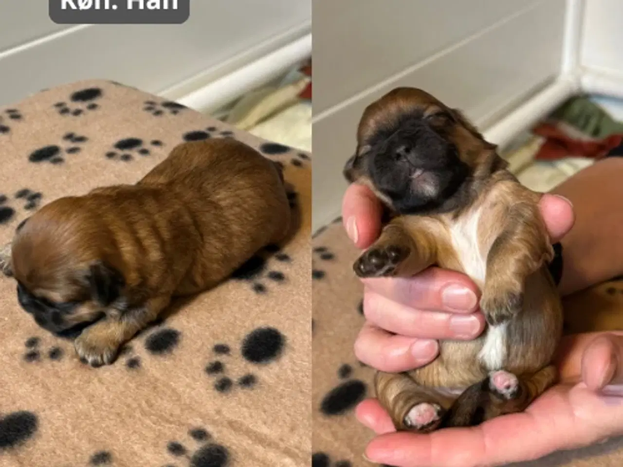 Billede 6 - Skønneste blandingshvalpe af Shih Tzu og Lhasa Aps