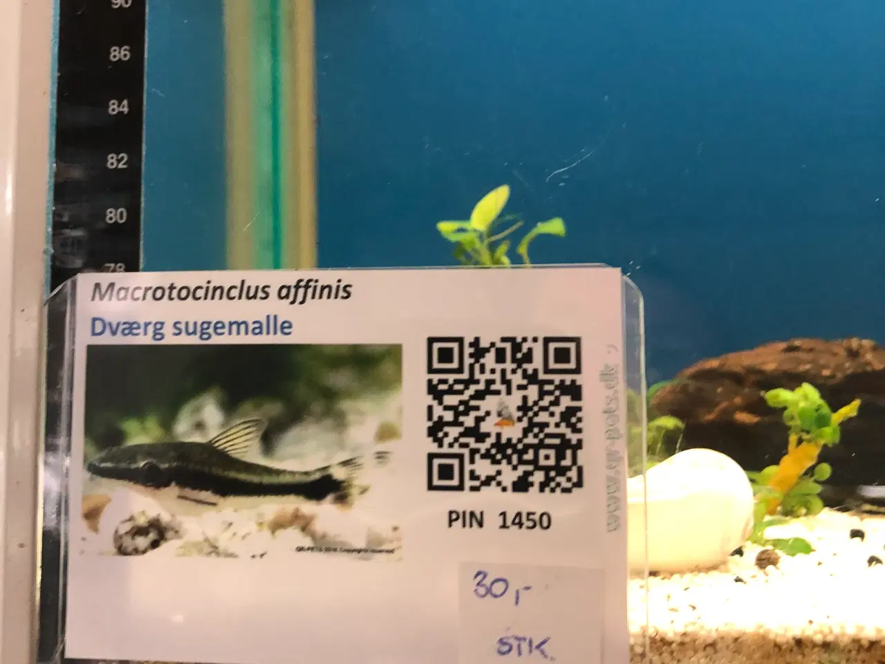 Billede 4 - Akvariefisk