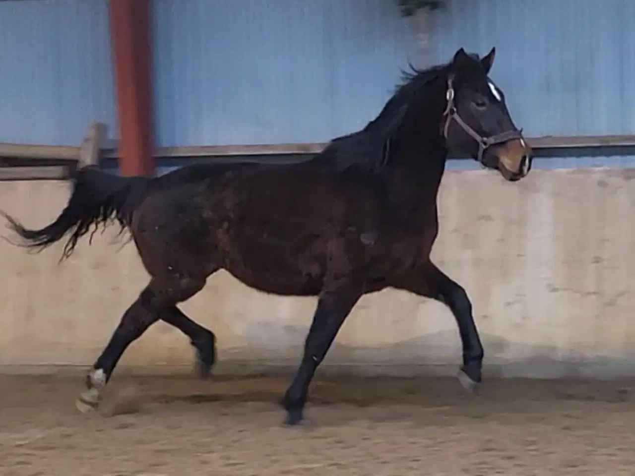 Billede 3 - Ridelig oldenborg hoppe 