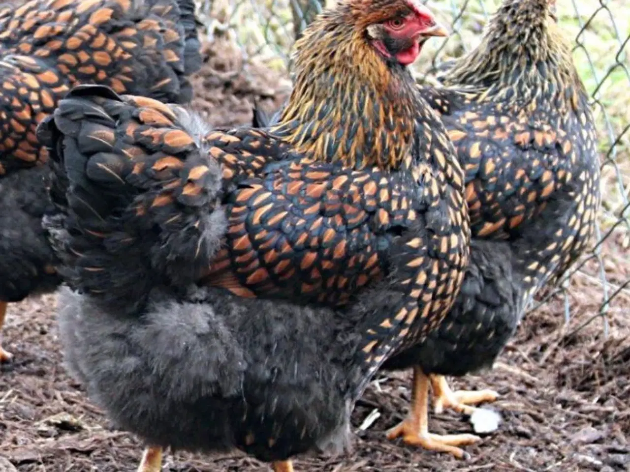 Billede 4 - Wyandotter str xl 