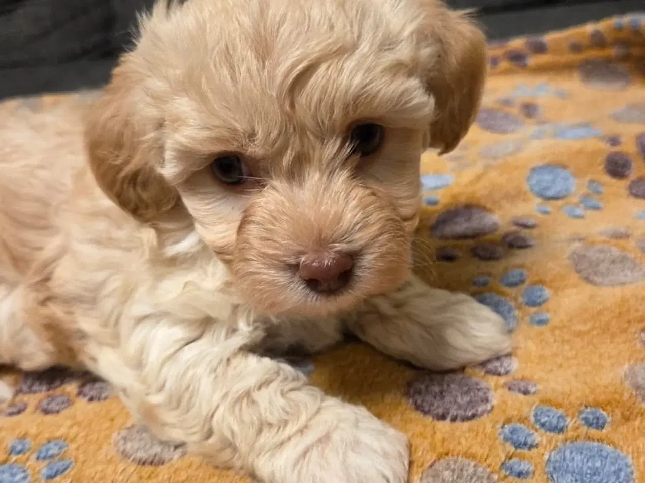 Billede 6 - Søde Maltipoo hvalpe søger nye hjem