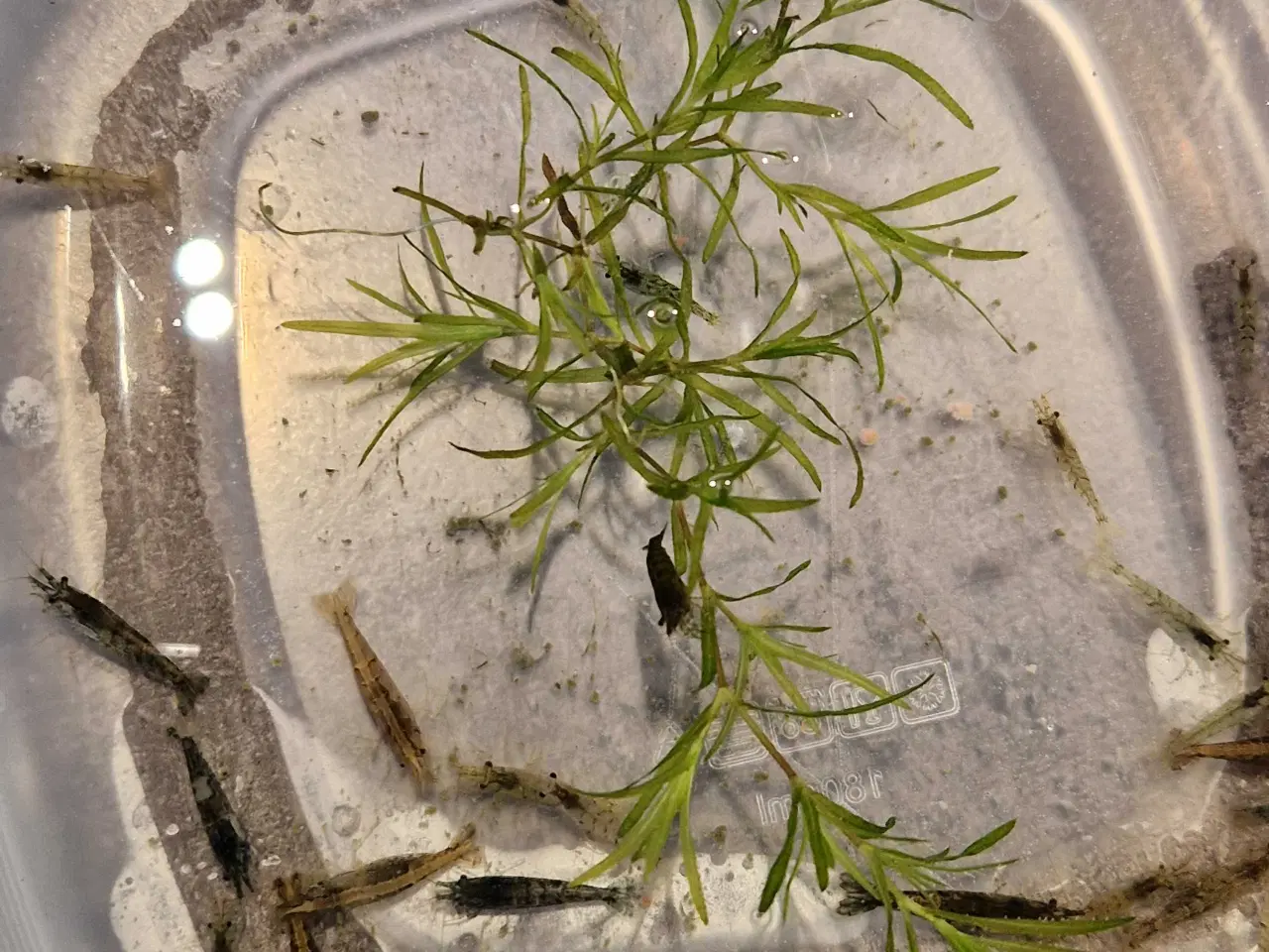 Billede 1 - Rejemix 10stk 50kr