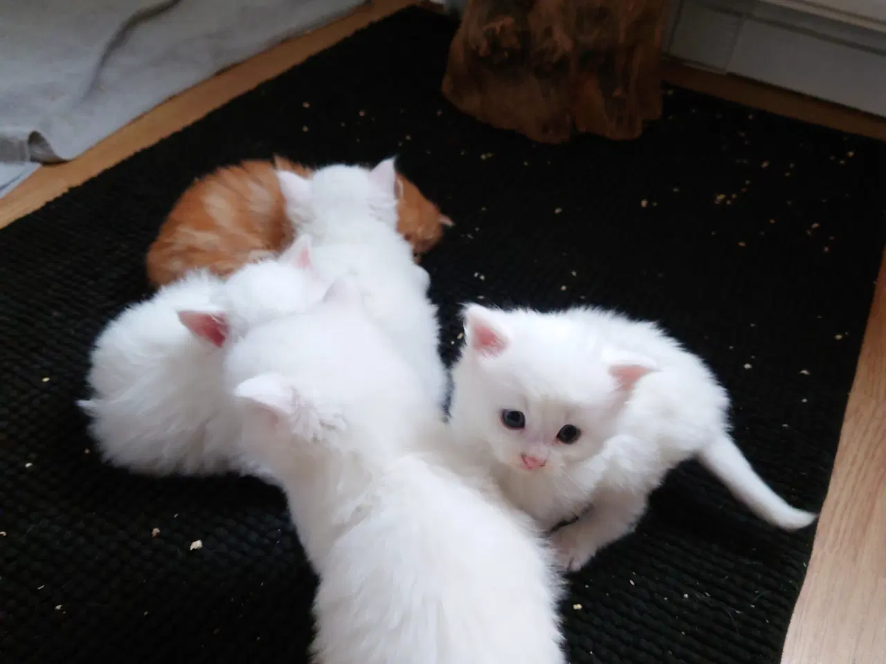 Billede 11 - Maine coon killinger Far med tavle