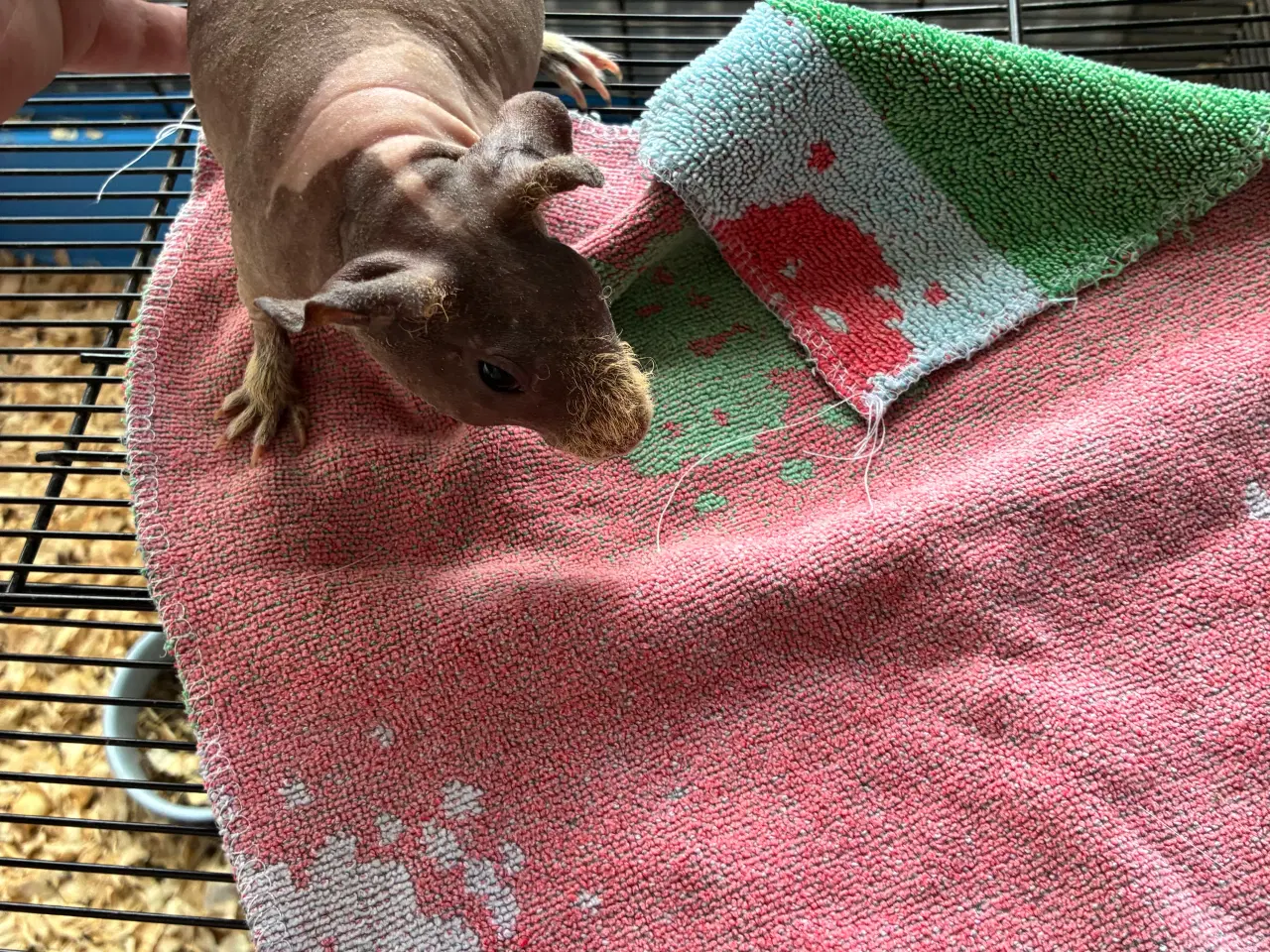 Billede 10 - Marsvin i forskellig aldre skinner er hunner