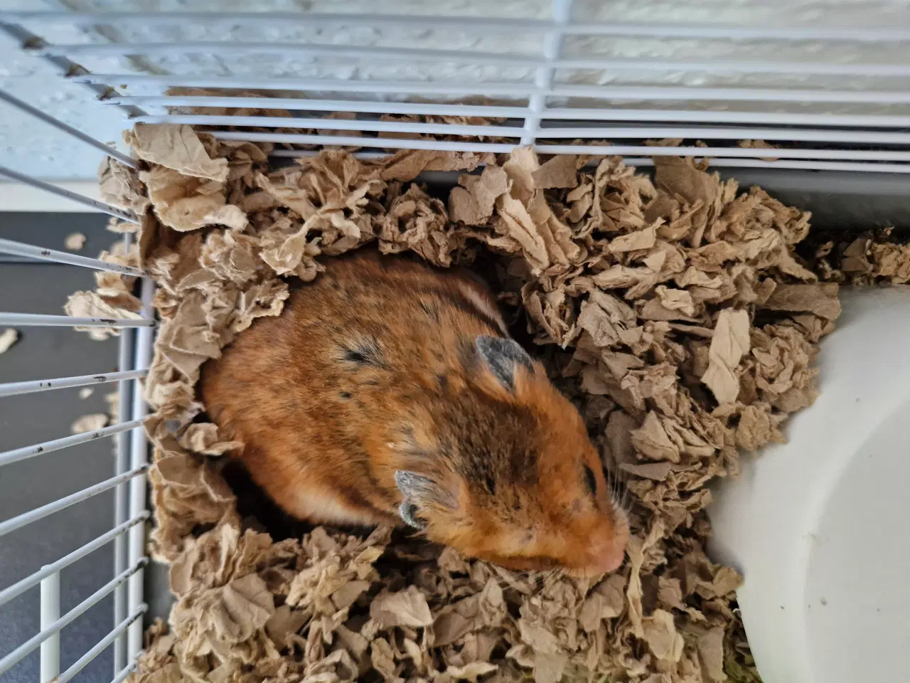 Billede 7 - Guldhamster ca 9 måneder gammel. Han hedder Martin