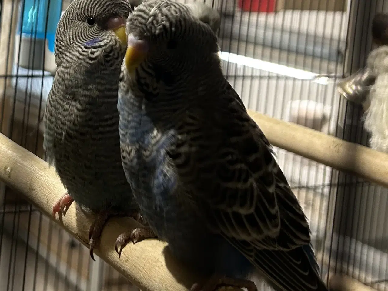 Billede 3 - Blackface 