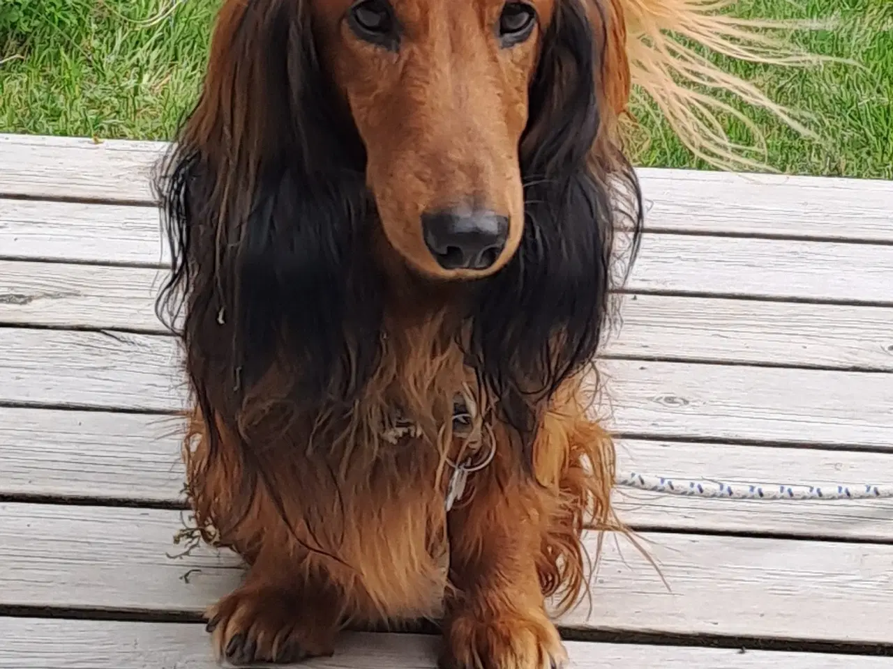 Billede 1 - Gravhund Standard Langhåret