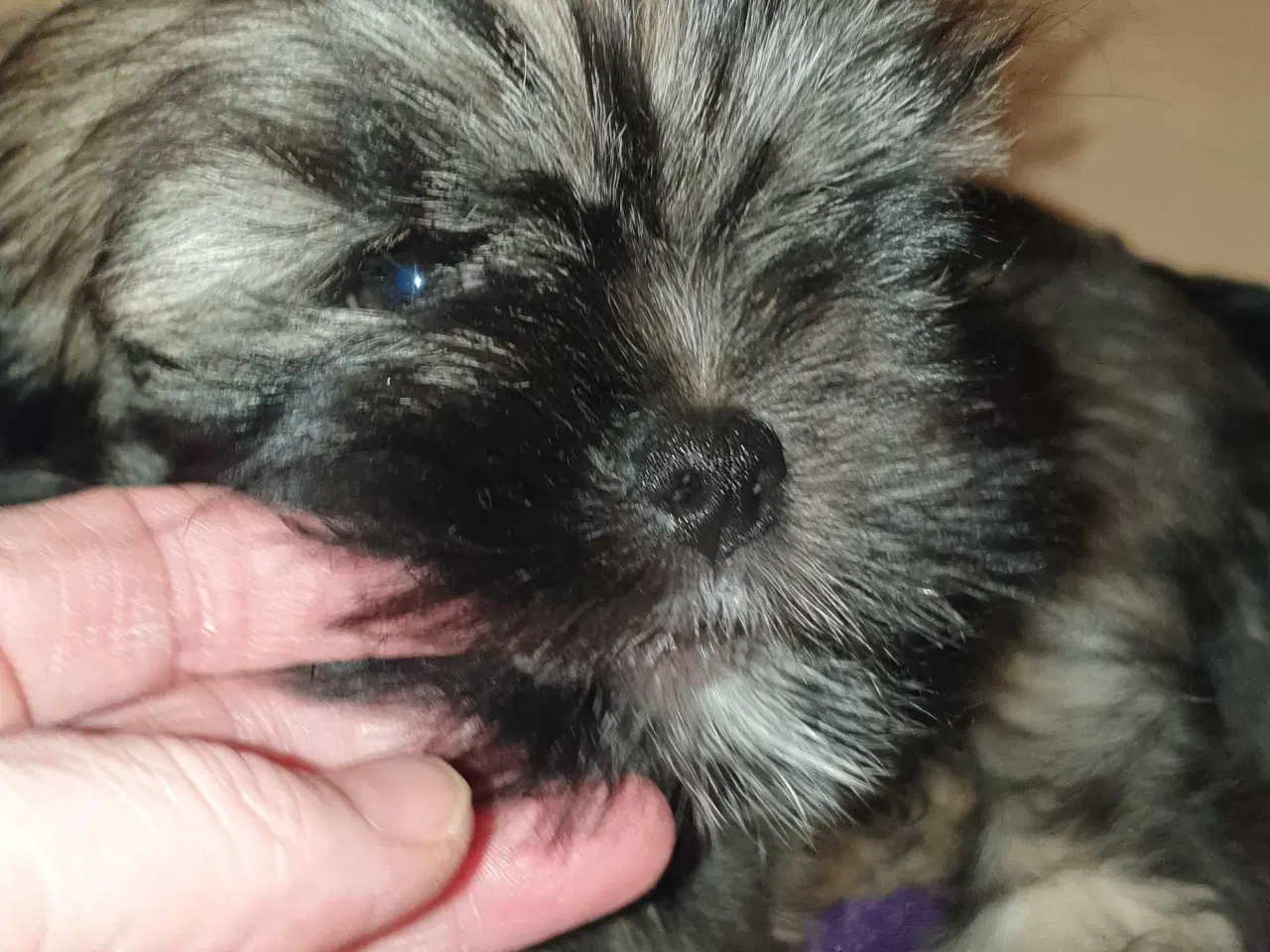 Billede 9 - Lhasa Apso - smukke Harley 🐾💕