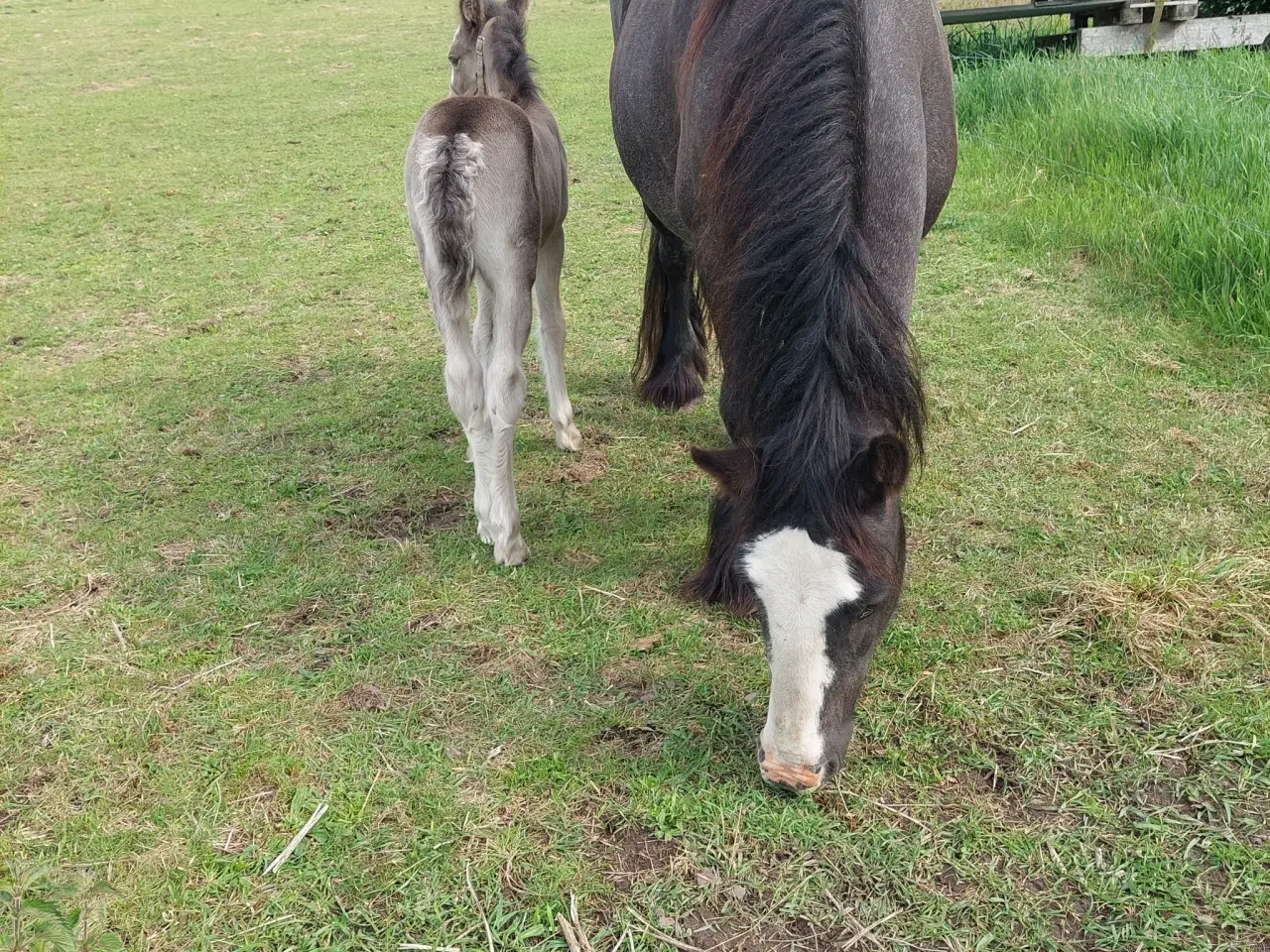 Billede 3 - Skøn irish cob hoppe