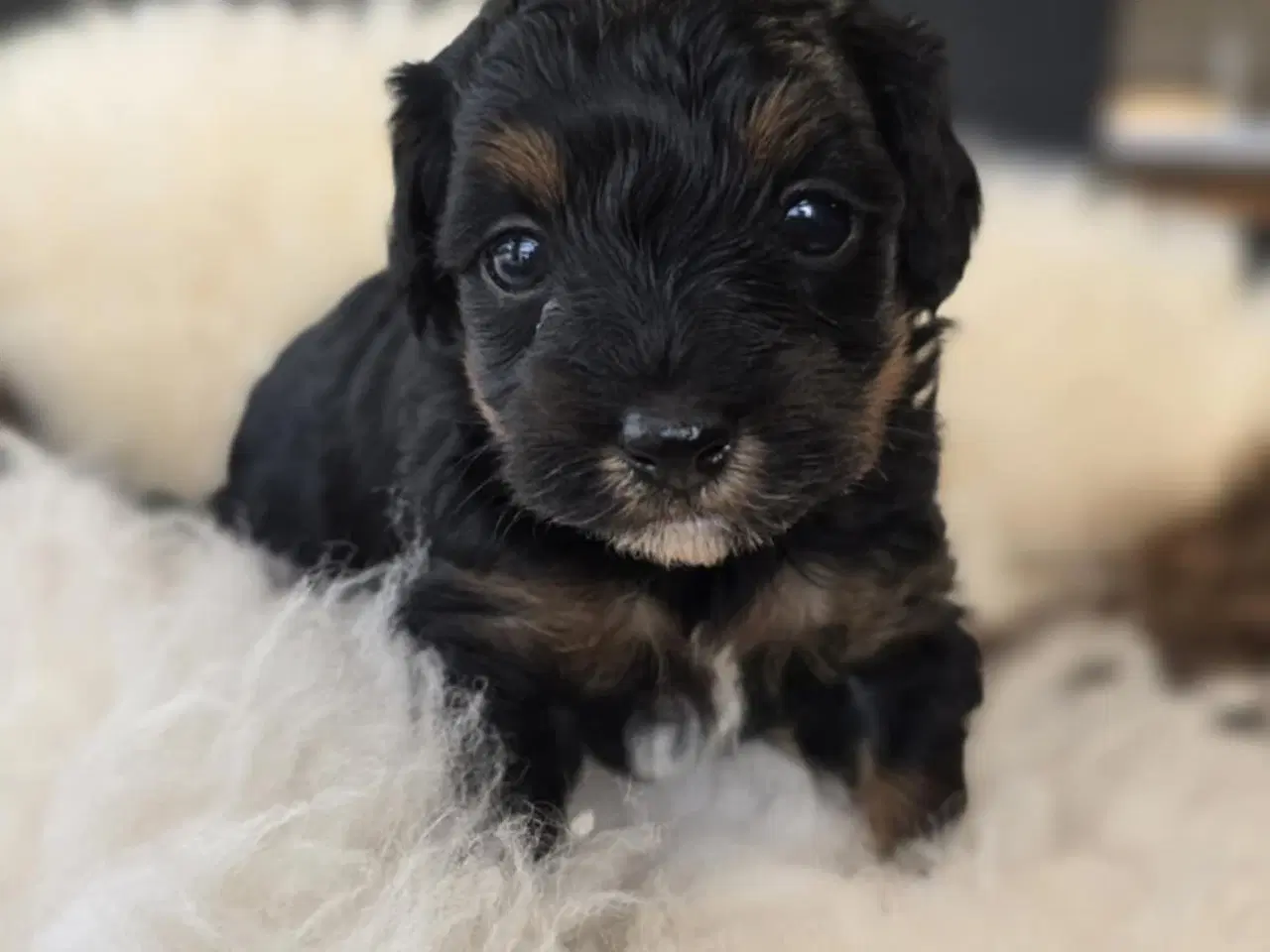 Billede 5 - Maltipoo 