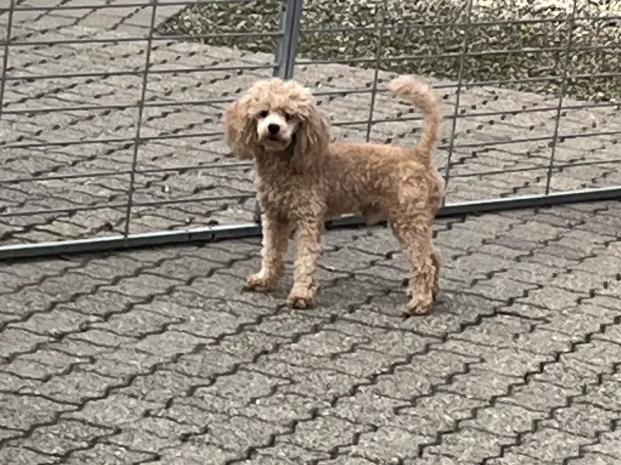 Billede 3 - Havapoo hvalpe 