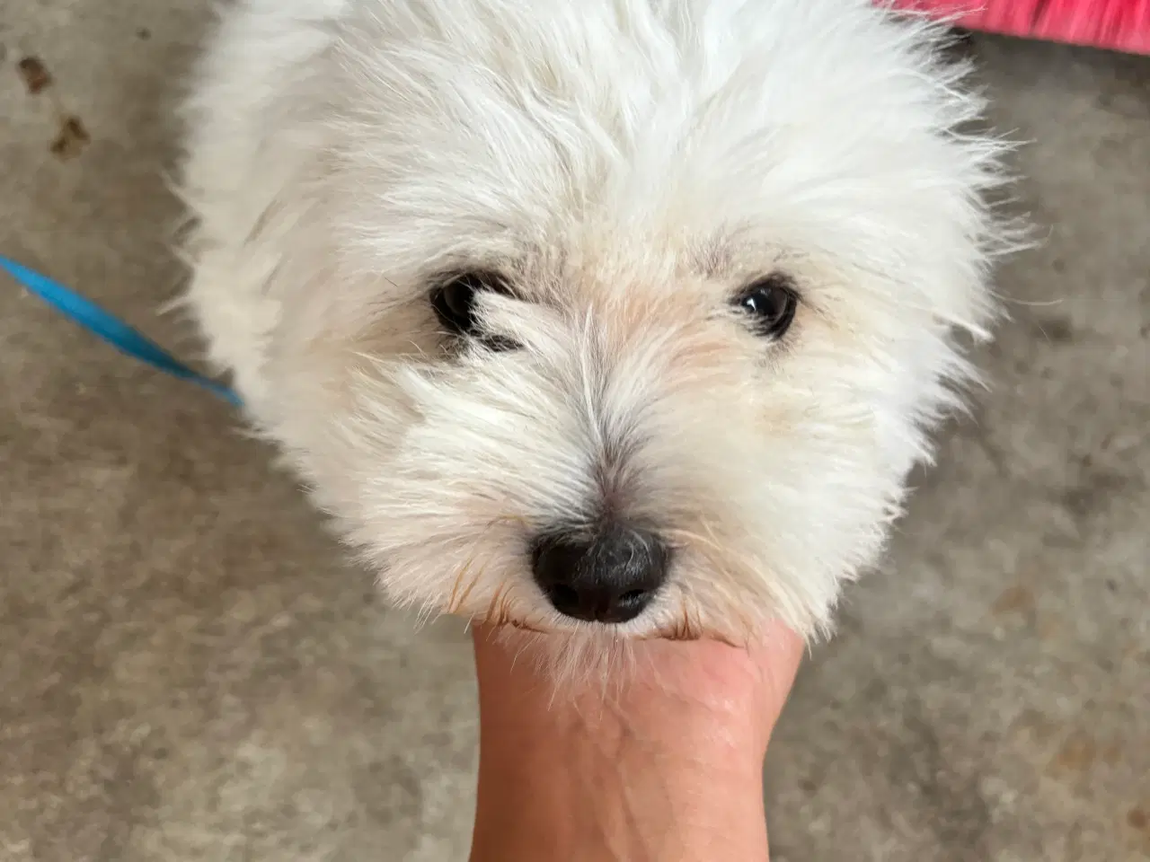 Billede 1 -  Coton de tulear