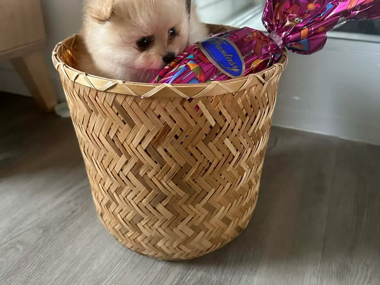 Billede 7 - 3 søde Pomeranian tæver søger kærlige hjem