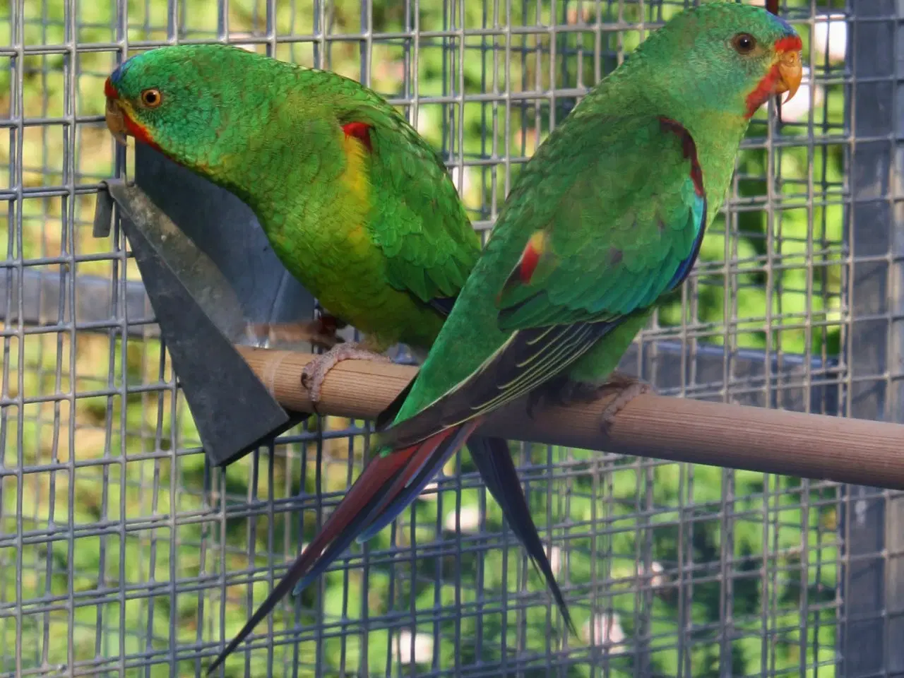 Billede 1 - Svaleparakitter