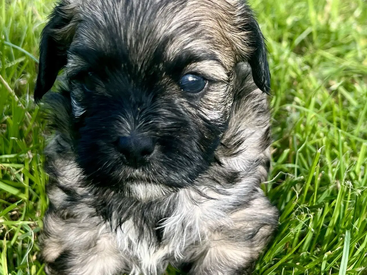 Billede 7 - Allergivenlige blandingshvalpe Pudel / Shih Tzu