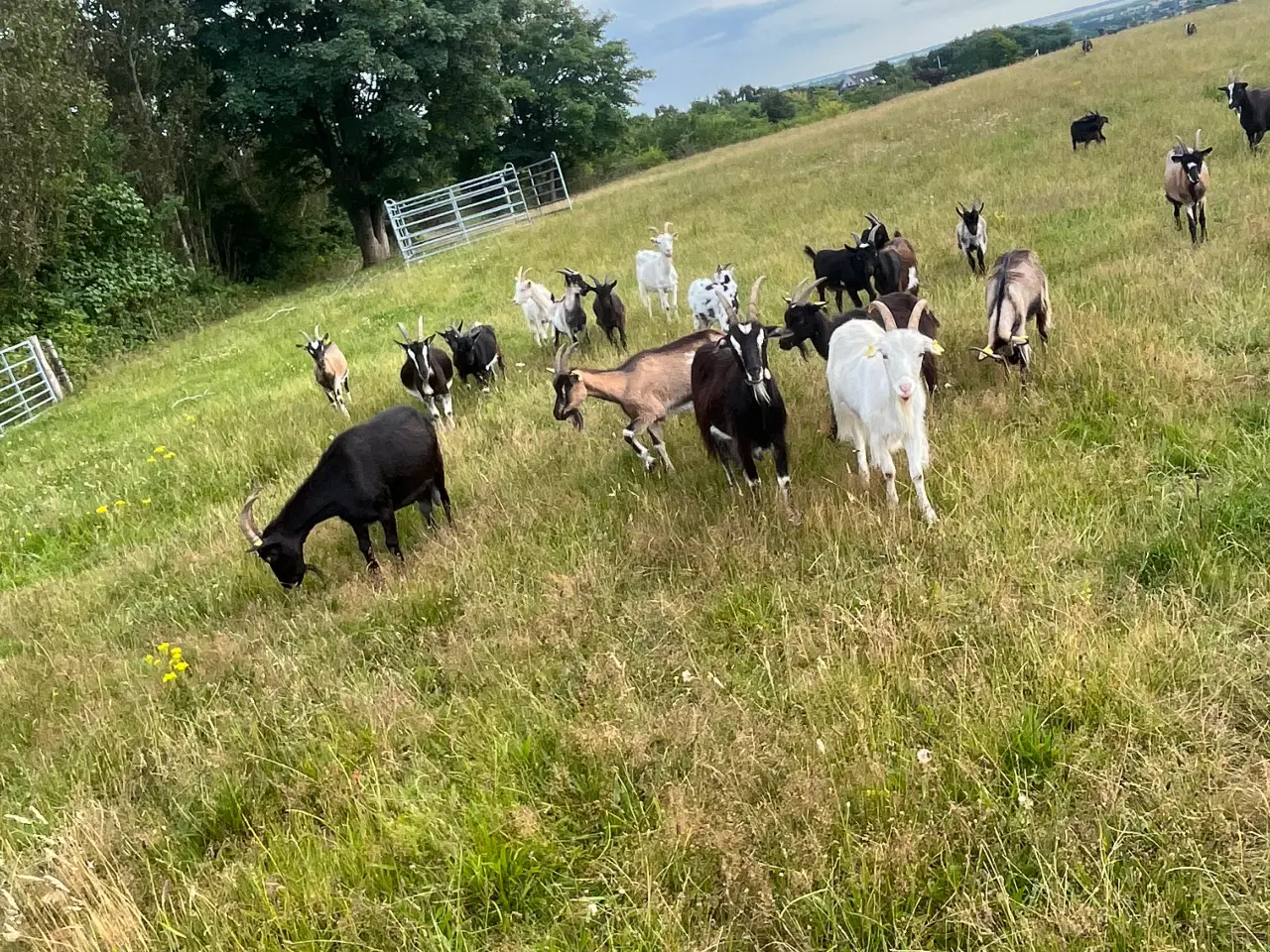 Billede 1 - Dansk Landrace Geder 