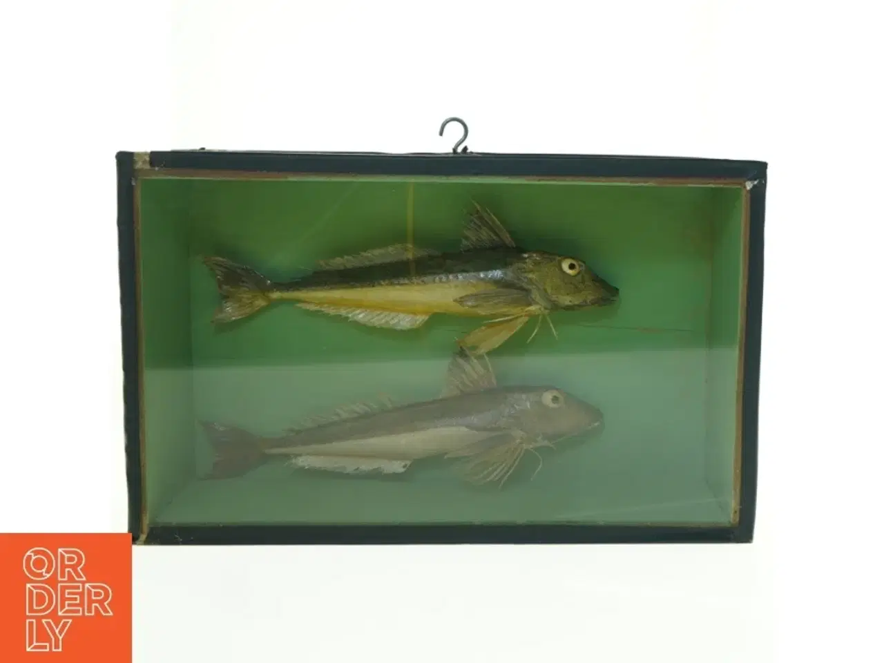 Billede 1 - Biologikasse med udstoppede fisk (str. 37 x 12 cm)