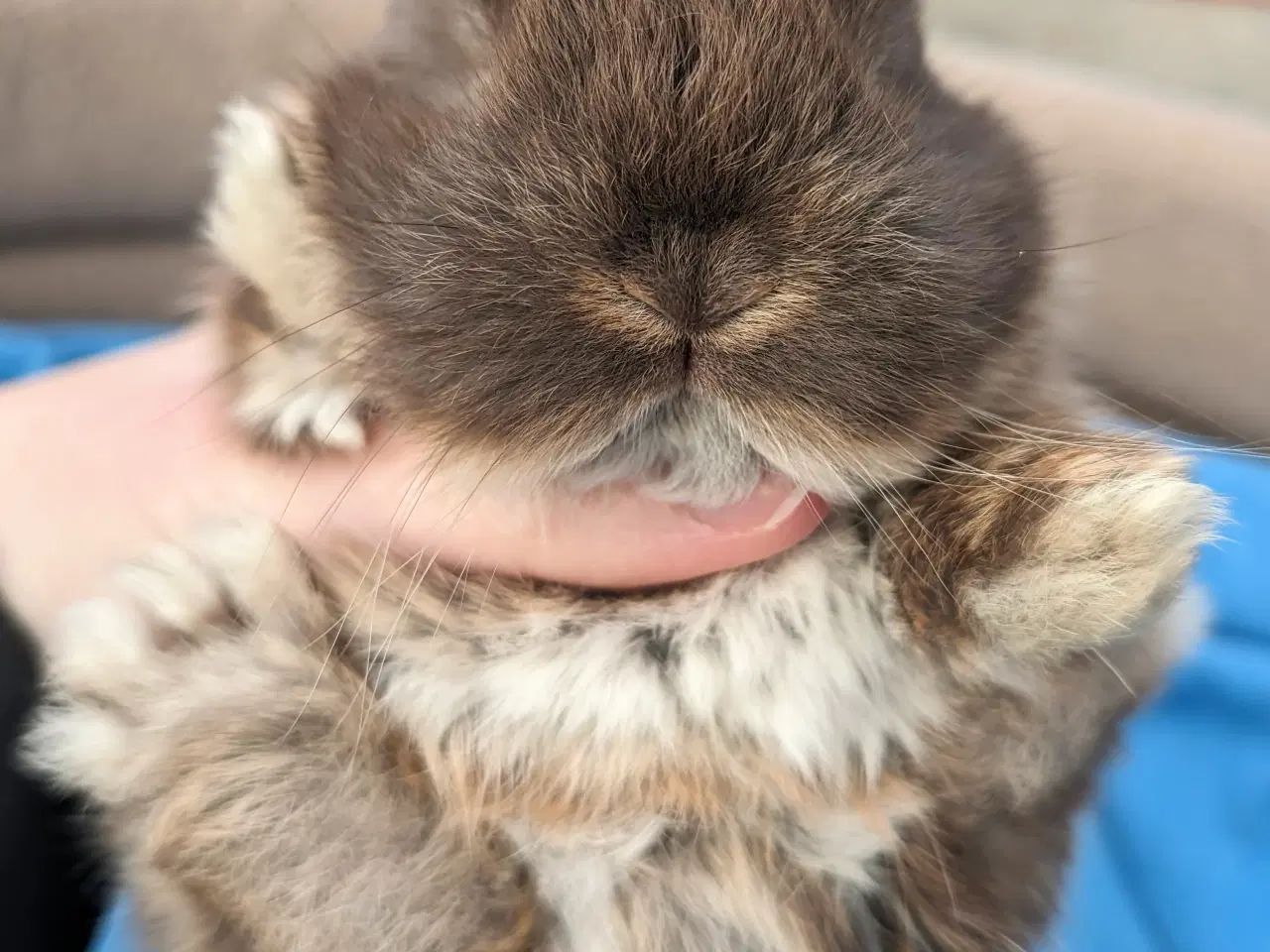 Billede 6 - Hermelin kaninunge sælges 