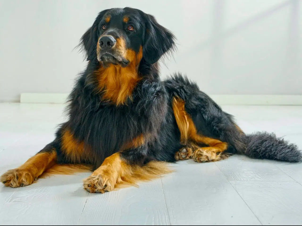 Billede 3 - Hovawart hvalpe til sommer