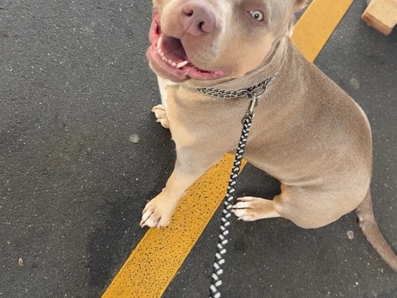 Billede 1 - Kærlig hund søger nyt hjem