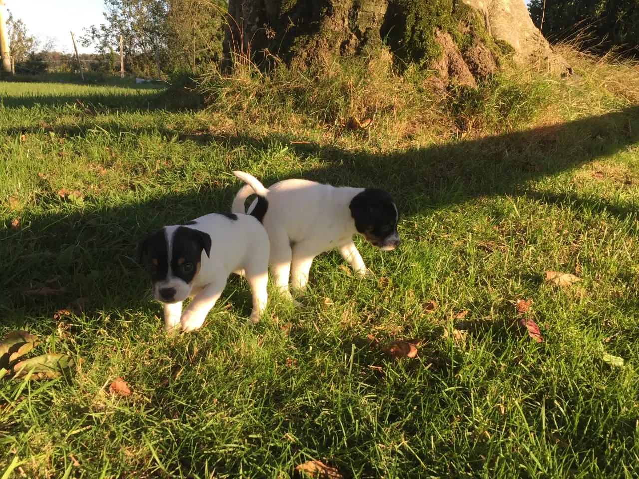 Billede 6 - Dansk svensk gårdhund