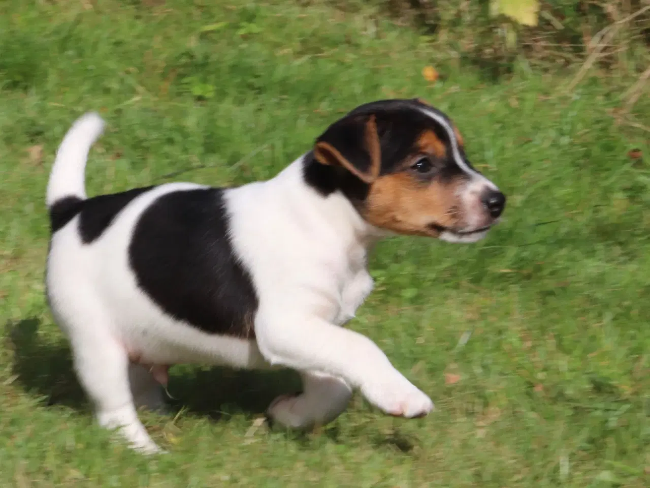 Billede 5 - Jack Russell hvalpe