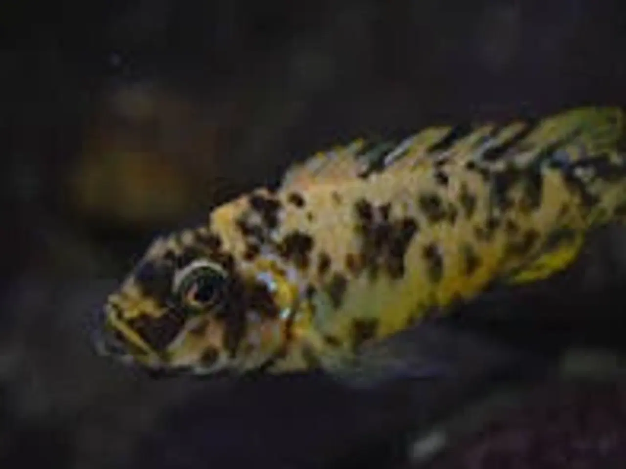 Billede 2 - Fainzilberi Makonde (Mbuna)