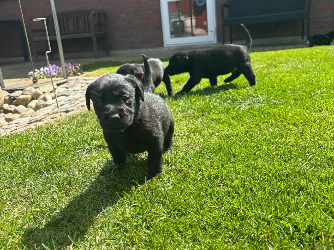 Billede 1 - Labrador F1 hvalpe, alle reserveret 