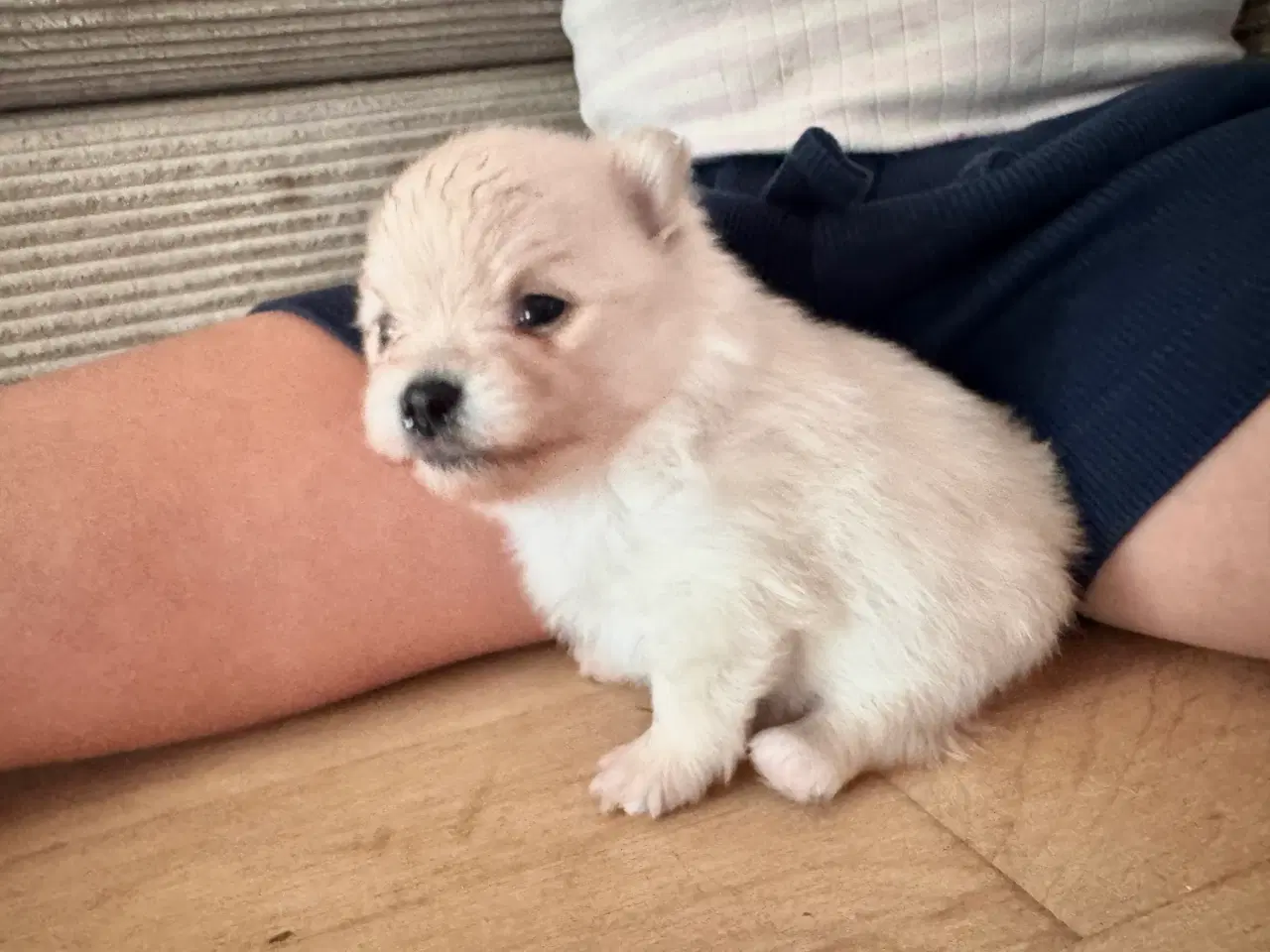 Billede 9 - Pomeranian Merle hvalp 