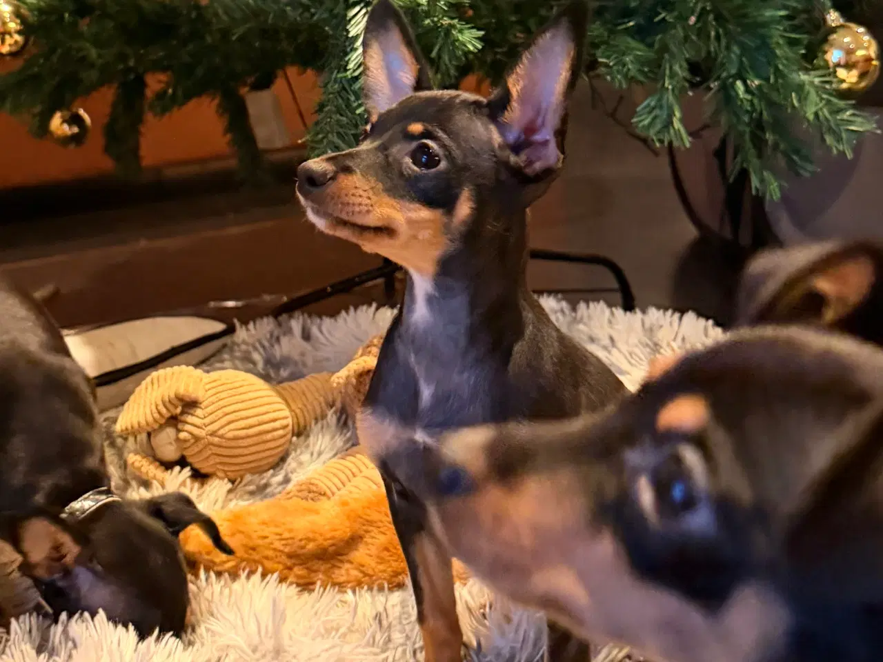 Billede 2 - Lille Hundehvalp 