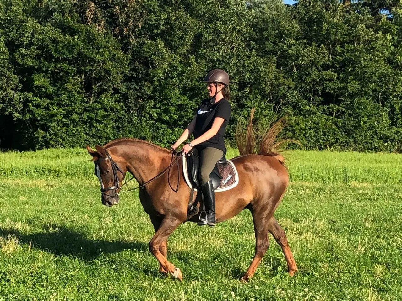 Billede 6 - Fantastisk lille hoppe