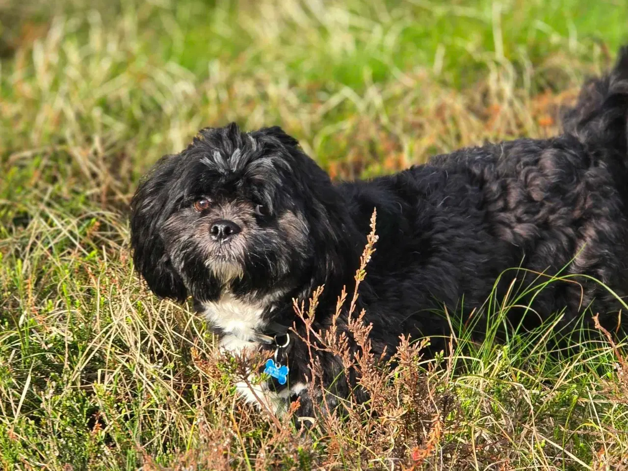 Billede 1 - Avl. Lhasa apso han til avl