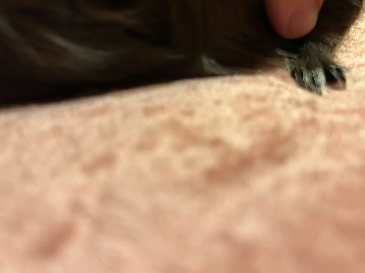 Billede 5 - Langhåret marsvin sheltie med stamtavle