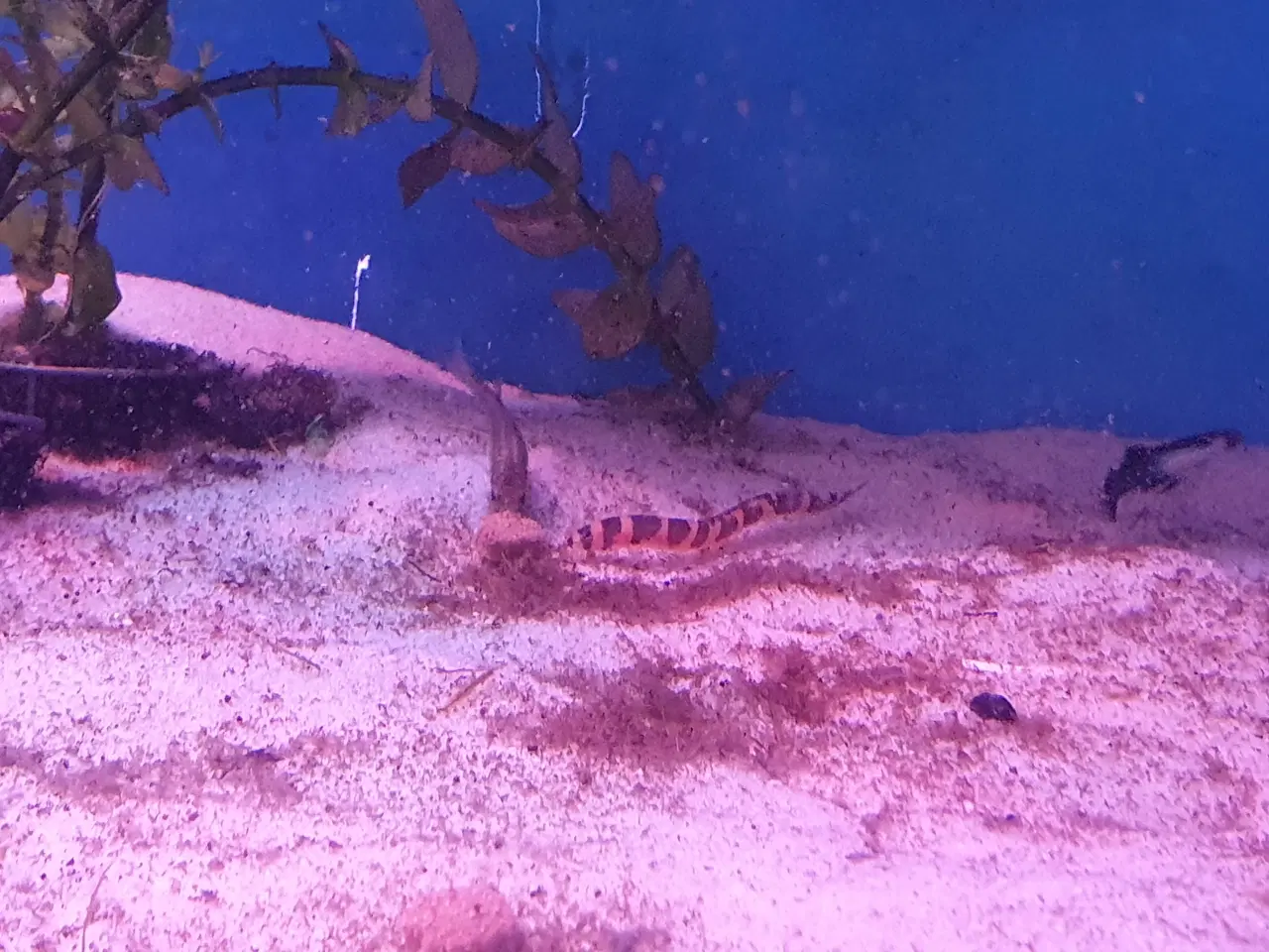 Billede 7 - KUHLI ÅL