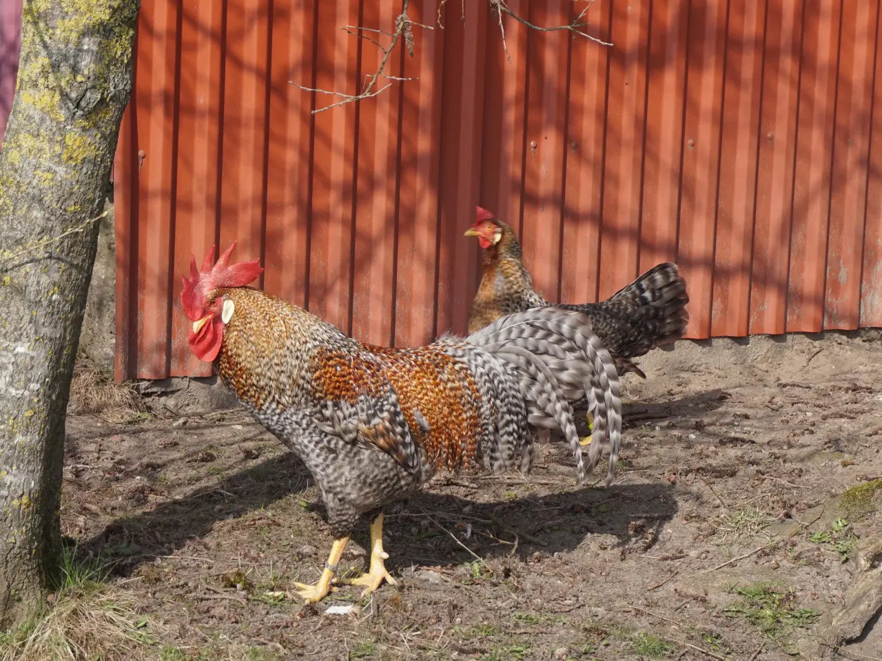 Billede 2 - Legbar høns 